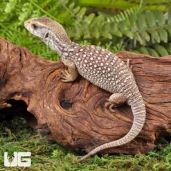 C.B. Baby Savannah Monitor