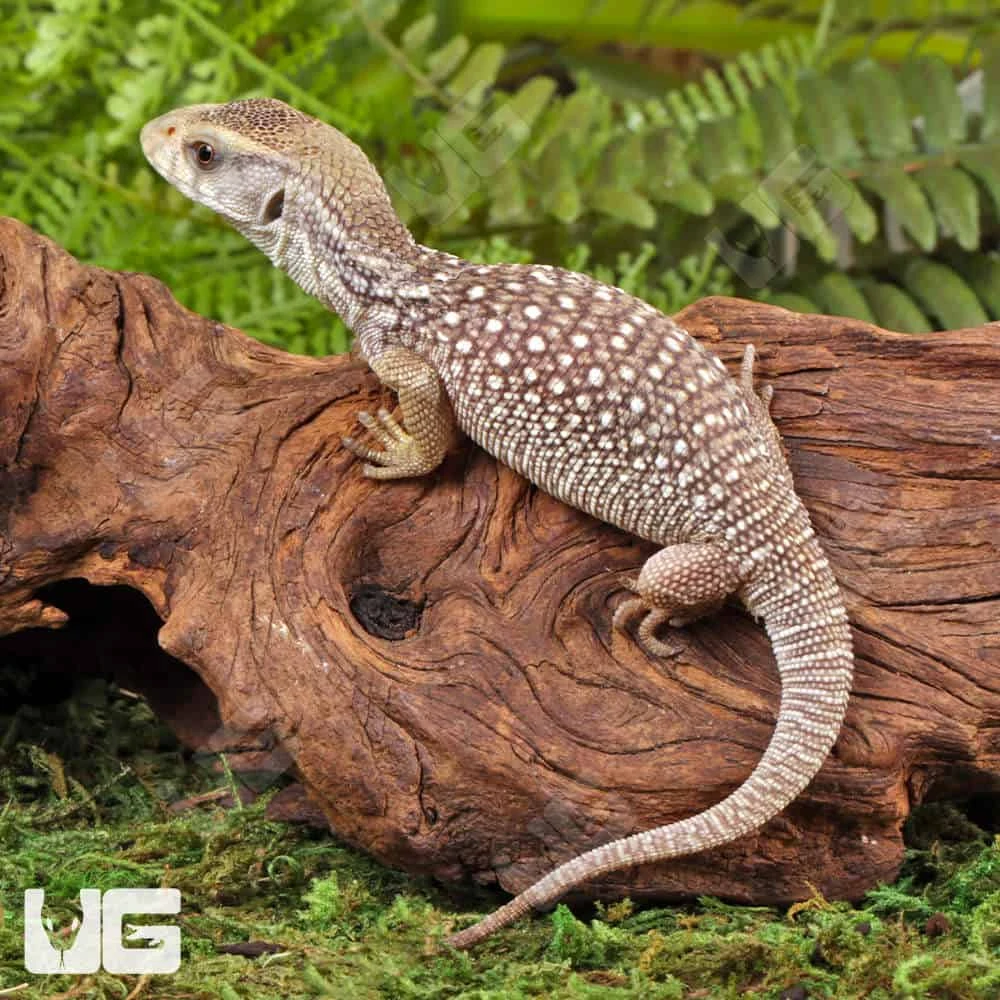 C.B. Baby Savannah Monitor