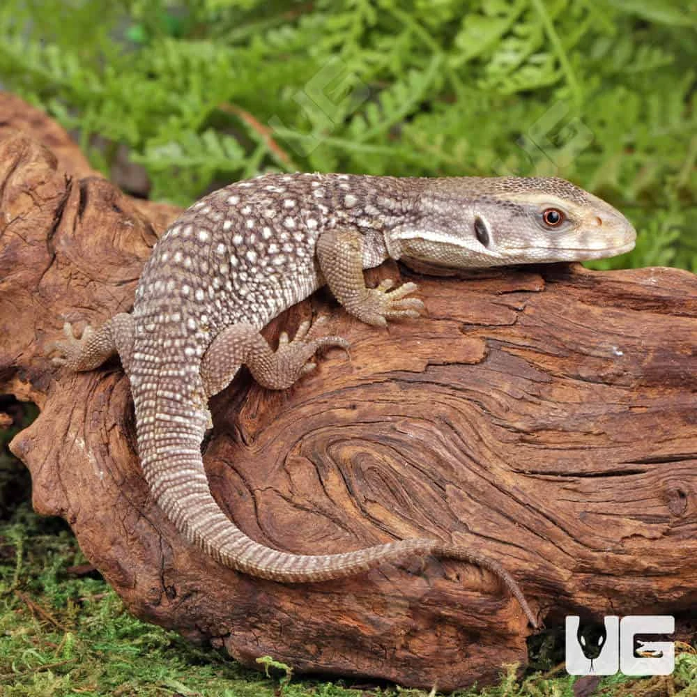 C.B. Baby Savannah Monitor - Image 2