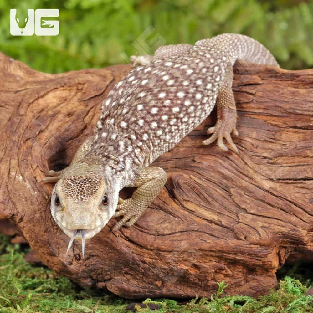 C.B. Baby Savannah Monitor - Image 4