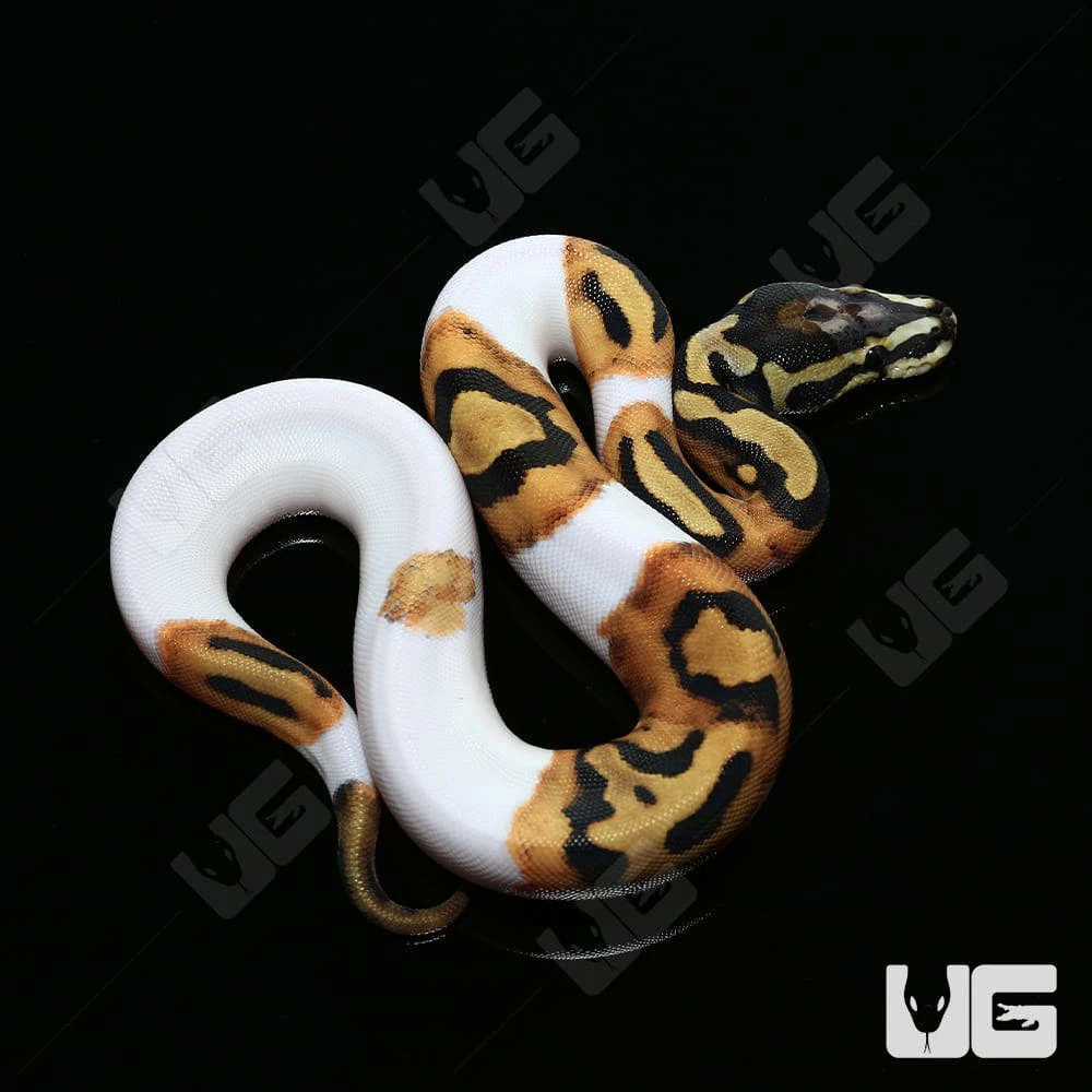 Baby Female Scaleless Head Pied Ball Python #4 “SCARECROW” - Image 4