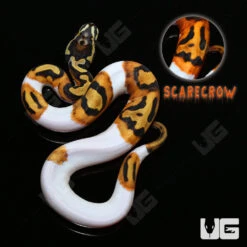 Baby Female Scaleless Head Pied Ball Python #4 “SCARECROW”