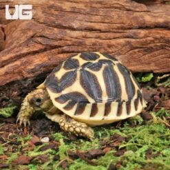 Baby Sri Lankan Star Tortoise