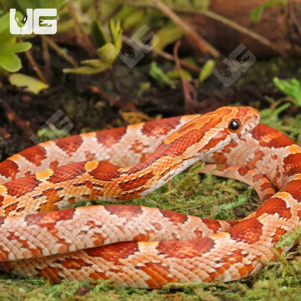 Baby Strawberry Cornsnake - Image 4
