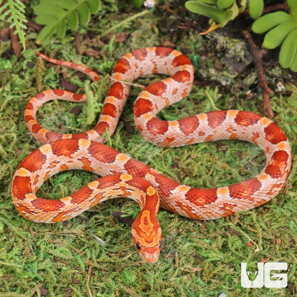 Baby Strawberry Cornsnake - Image 3