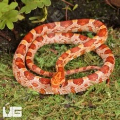 Baby Strawberry Cornsnake