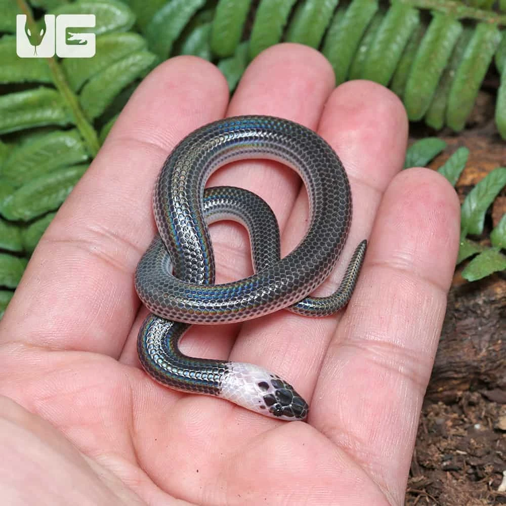 Baby Sunbeam Snake - Image 3