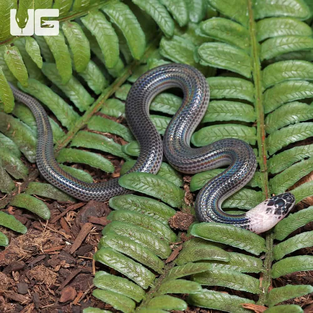 Baby Sunbeam Snake - Image 4