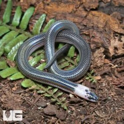 Baby Sunbeam Snake