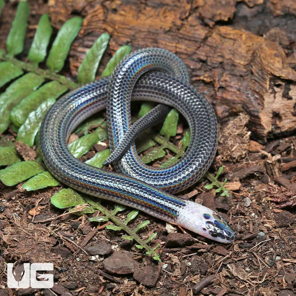 Baby Sunbeam Snake
