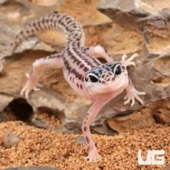 Baby Super Snow Leopard Gecko
