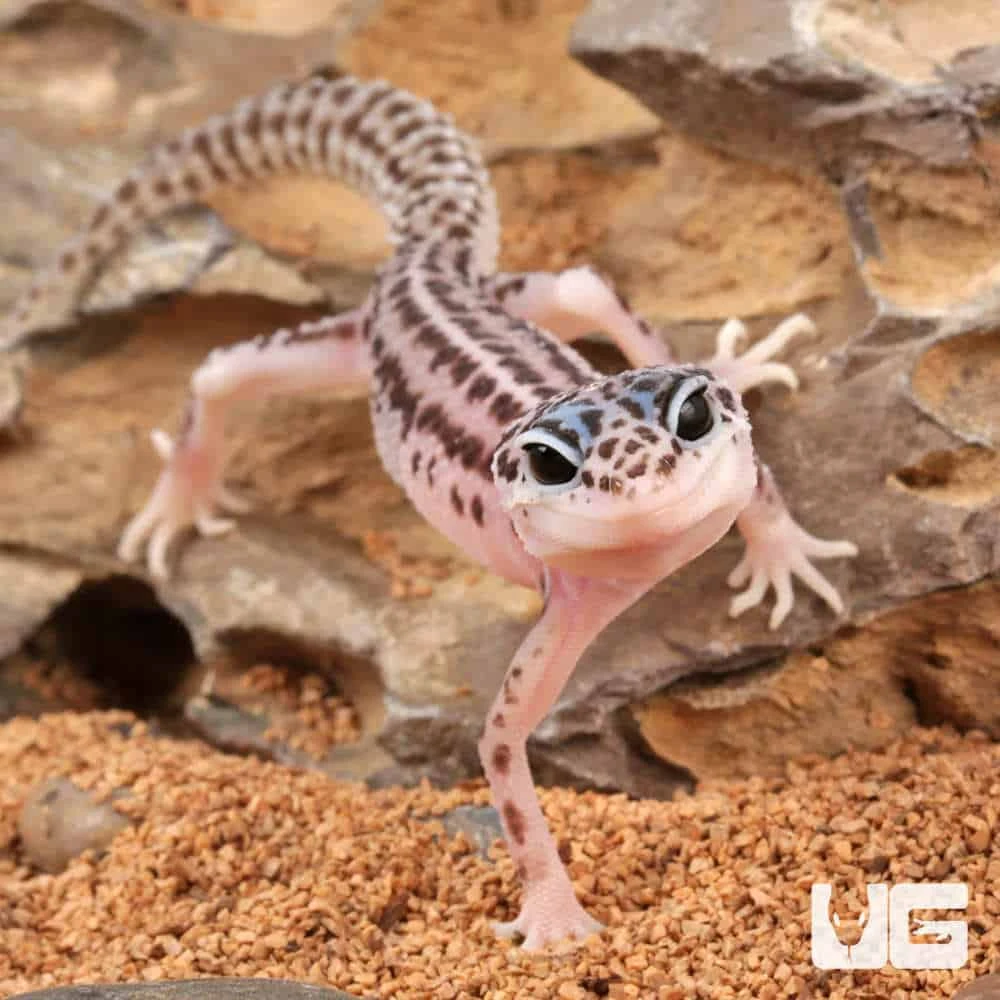 Baby Super Snow Leopard Gecko