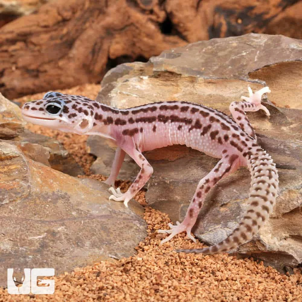 Baby Super Snow Leopard Gecko - Image 3