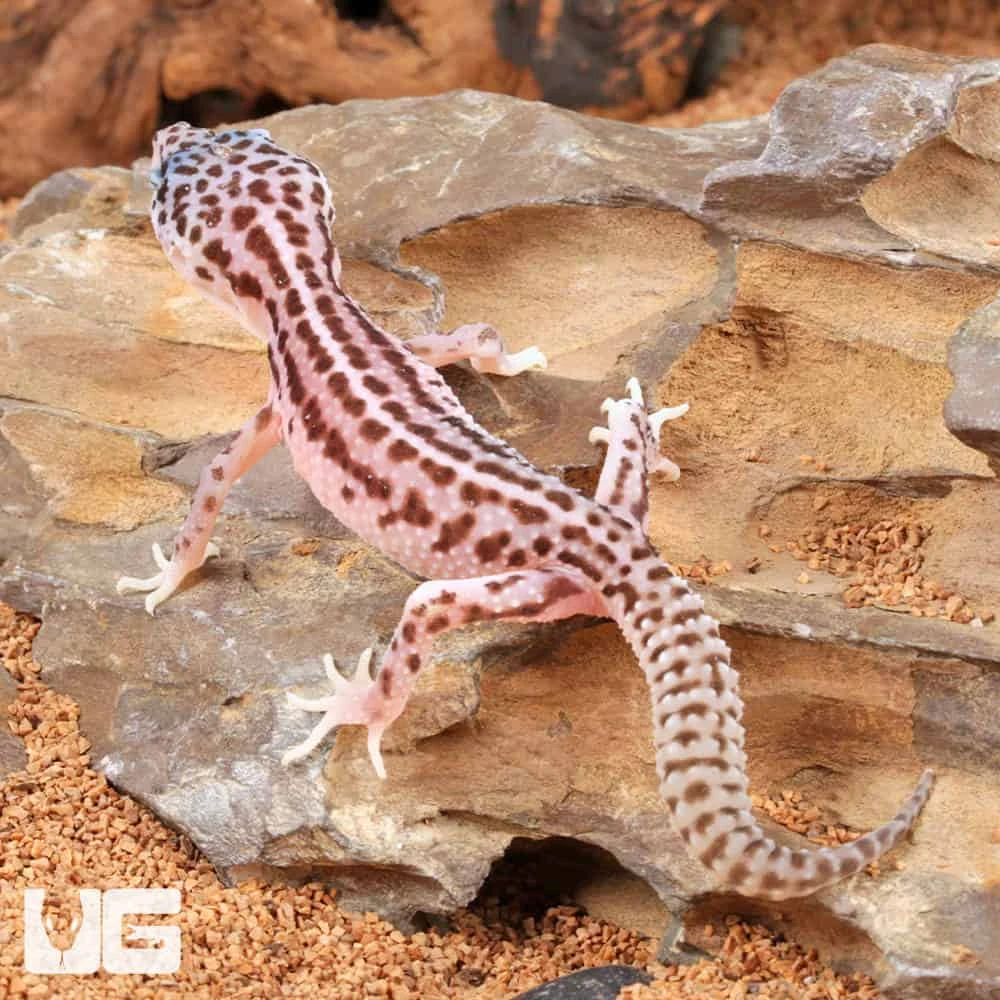 Baby Super Snow Leopard Gecko - Image 2