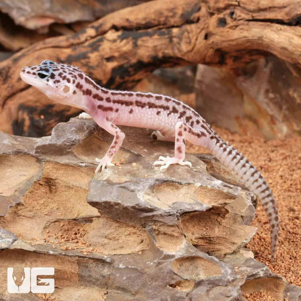 Baby Super Snow Leopard Gecko - Image 4