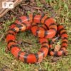Baby Tangerine Honduran Milksnake
