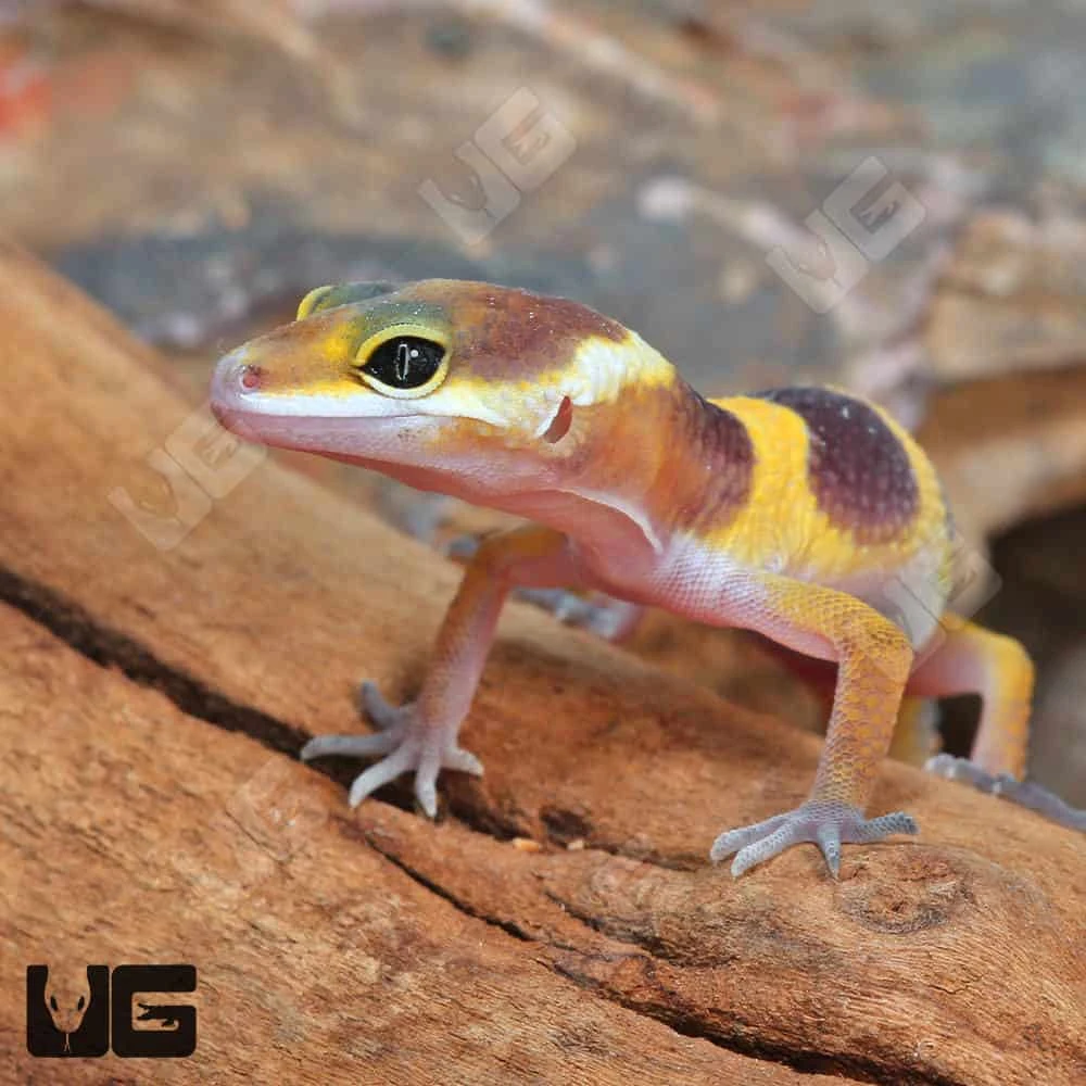 Baby Tangerine Leopard Gecko - Image 2