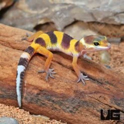 Baby Tangerine Leopard Gecko