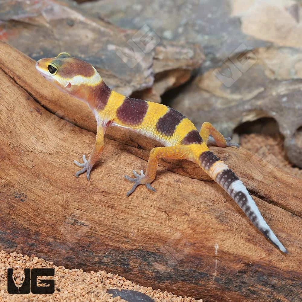 Baby Tangerine Leopard Gecko - Image 3