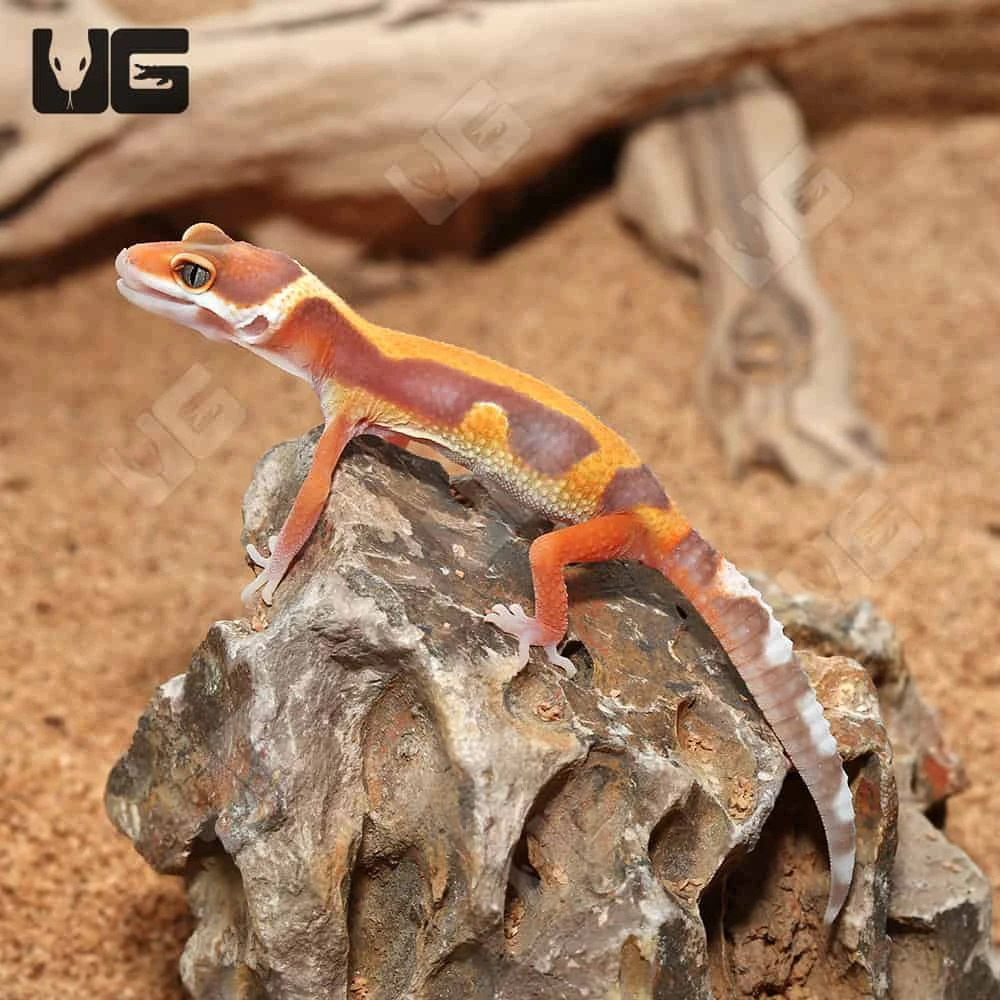 Baby Tangerine Rainwater Bold Leopard Gecko - Image 4