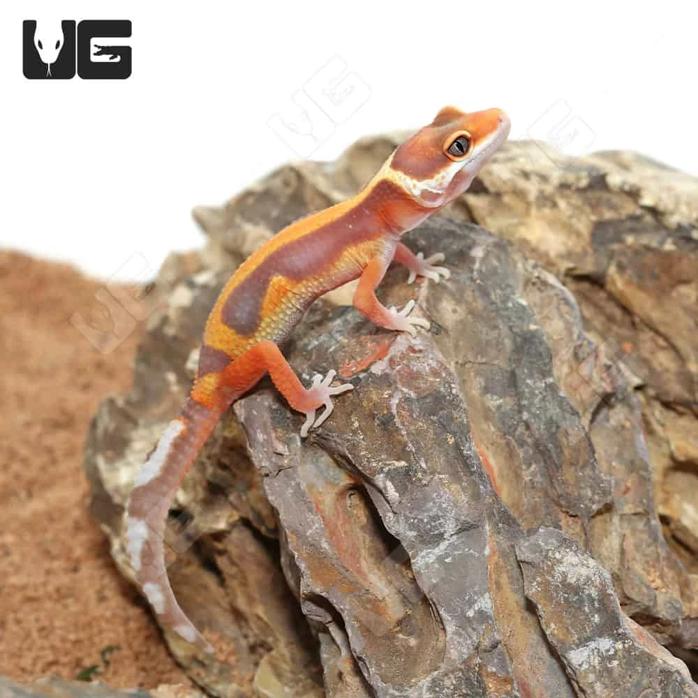 Baby Tangerine Rainwater Bold Leopard Gecko - Image 3