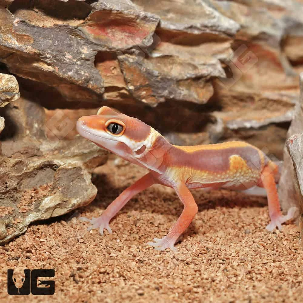 Baby Tangerine Rainwater Bold Leopard Gecko - Image 2