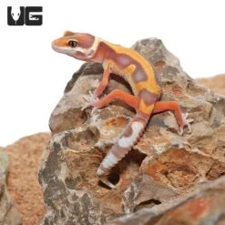 Baby Tangerine Rainwater Bold Leopard Gecko