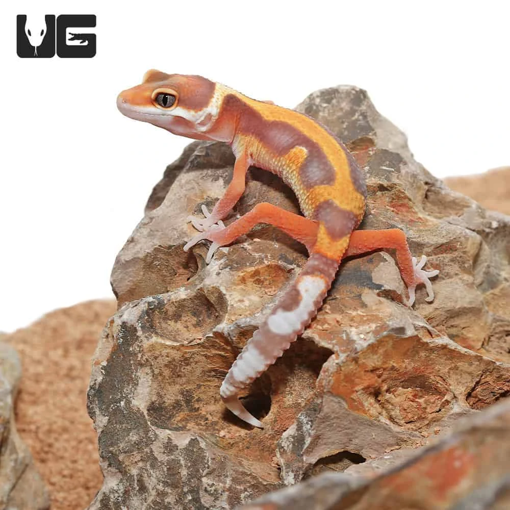 Baby Tangerine Rainwater Bold Leopard Gecko