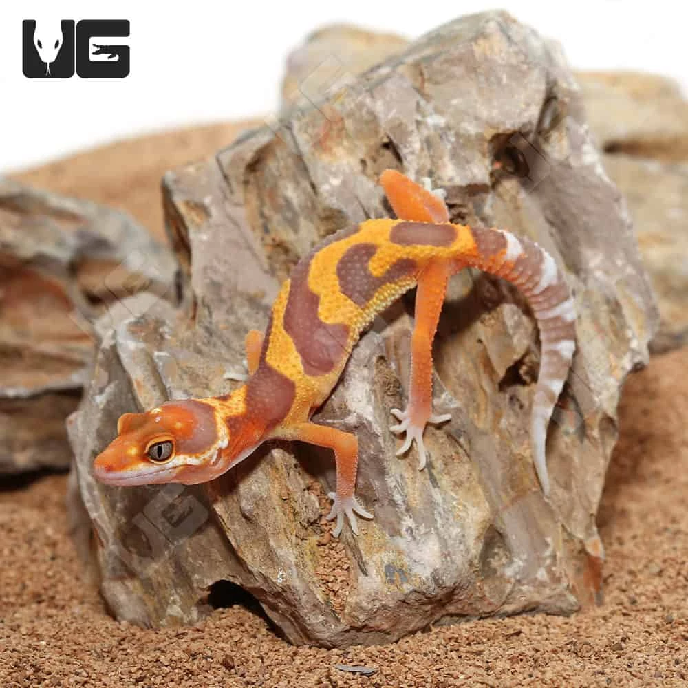 Baby Tangerine Rainwater Clown Leopard Gecko