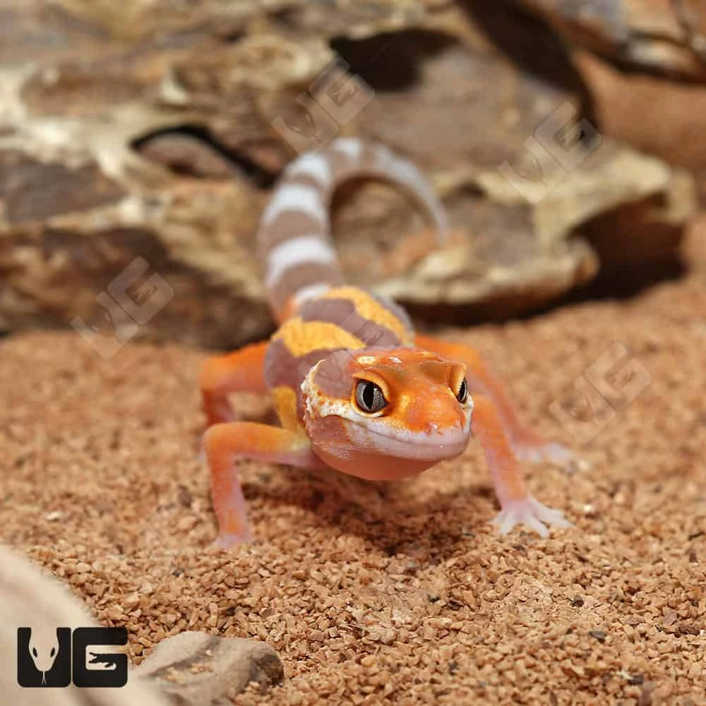 Baby Tangerine Rainwater Clown Leopard Gecko - Image 2