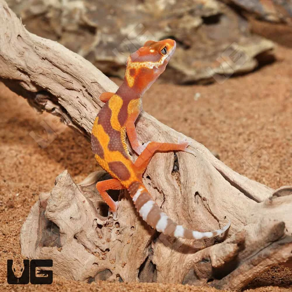 Baby Tangerine Rainwater Clown Leopard Gecko - Image 3
