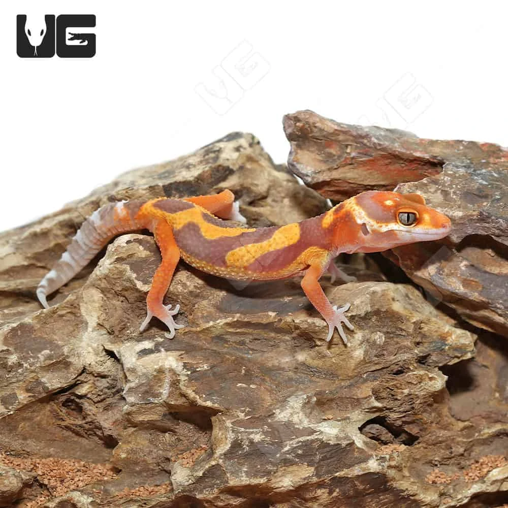 Baby Tangerine Rainwater Clown Leopard Gecko - Image 4
