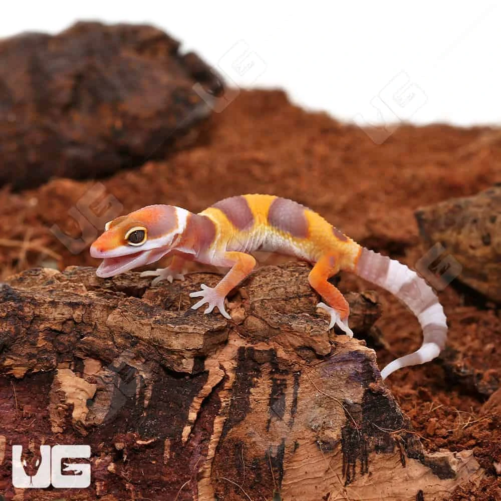 Baby Tangerine Rainwater Leopard Gecko - Image 4