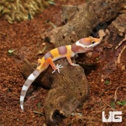 Baby Tangerine Rainwater Leopard Gecko
