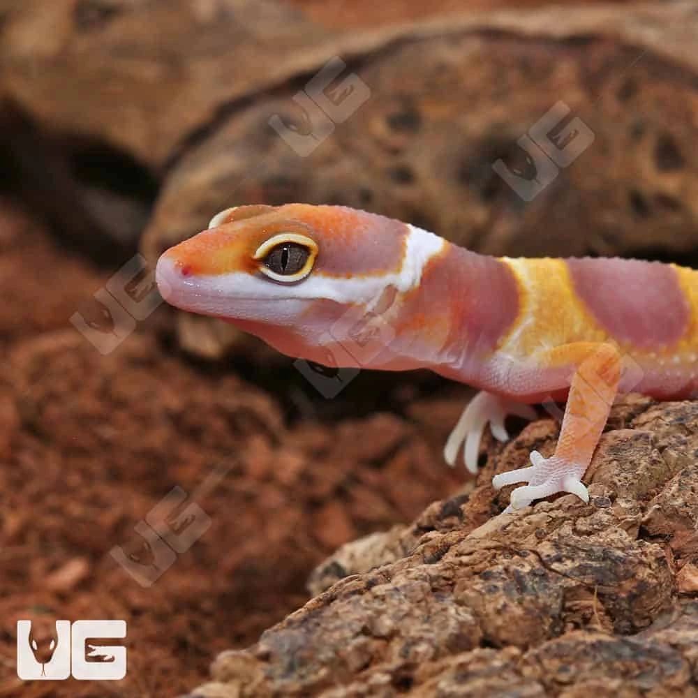 Baby Tangerine Rainwater Leopard Gecko - Image 3