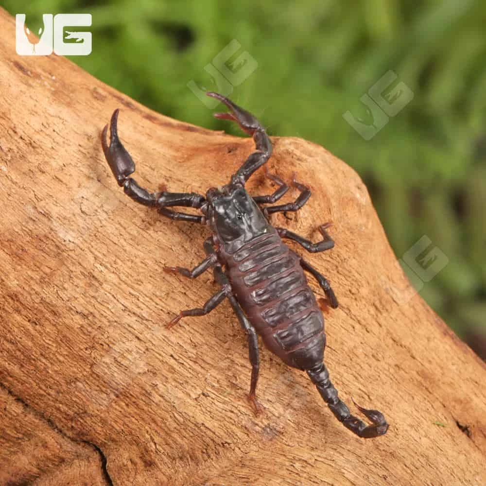 Baby Thai Forest Scorpion - Image 2