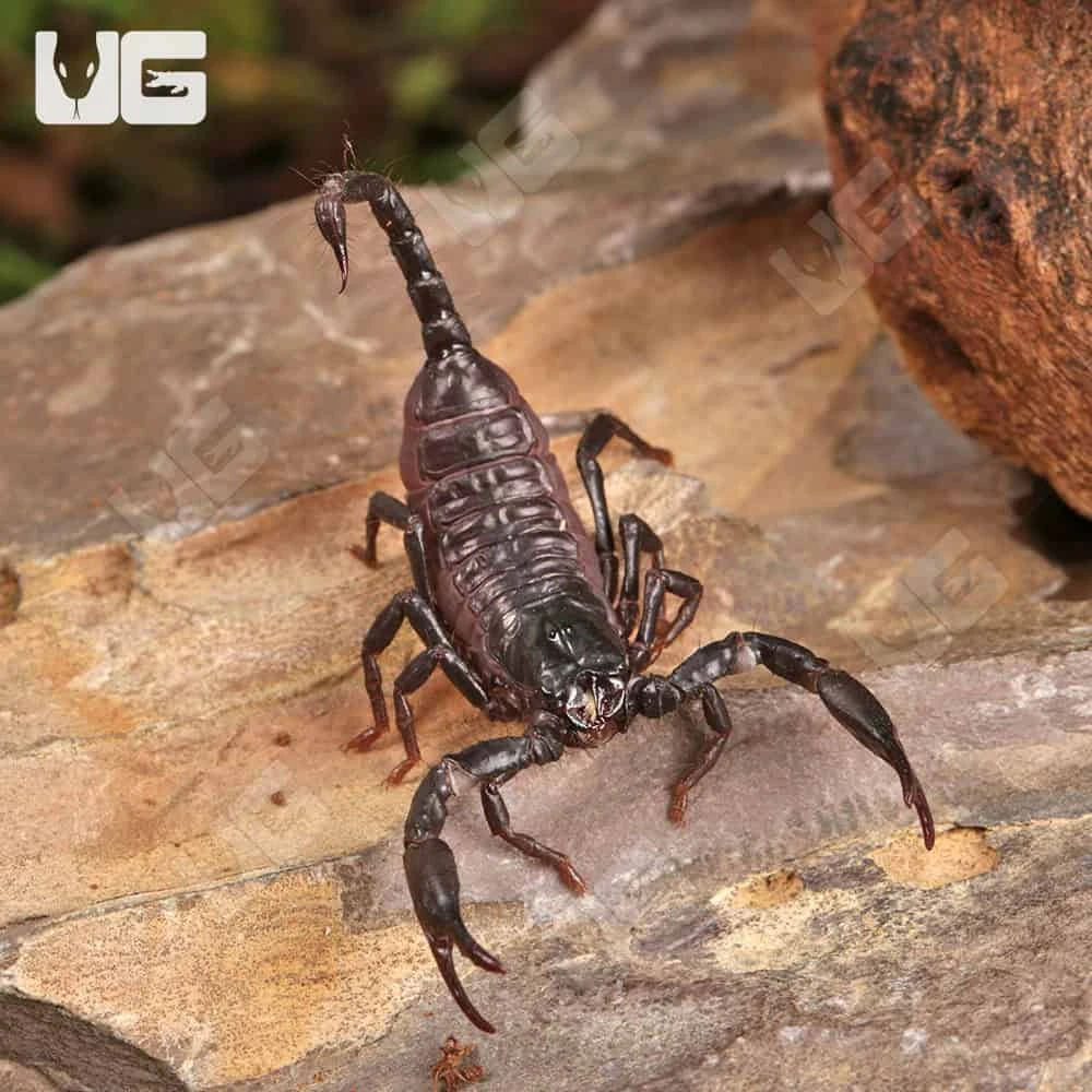Baby Thai Forest Scorpion - Image 3