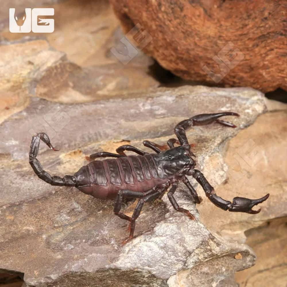 Baby Thai Forest Scorpion - Image 4