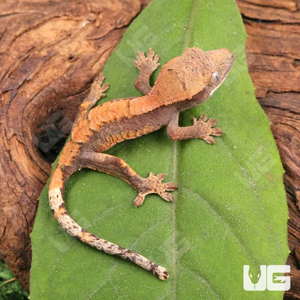 Baby Tiger Harlequin Dalmatian Crested Gecko - Image 4