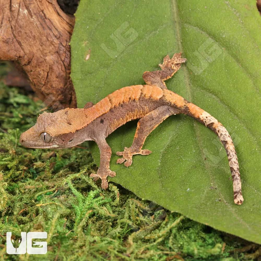 Baby Tiger Harlequin Dalmatian Crested Gecko - Image 3