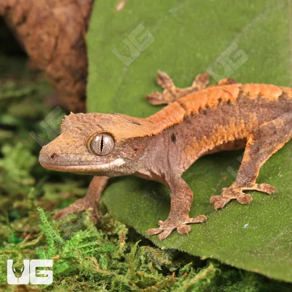 Baby Tiger Harlequin Dalmatian Crested Gecko - Image 2