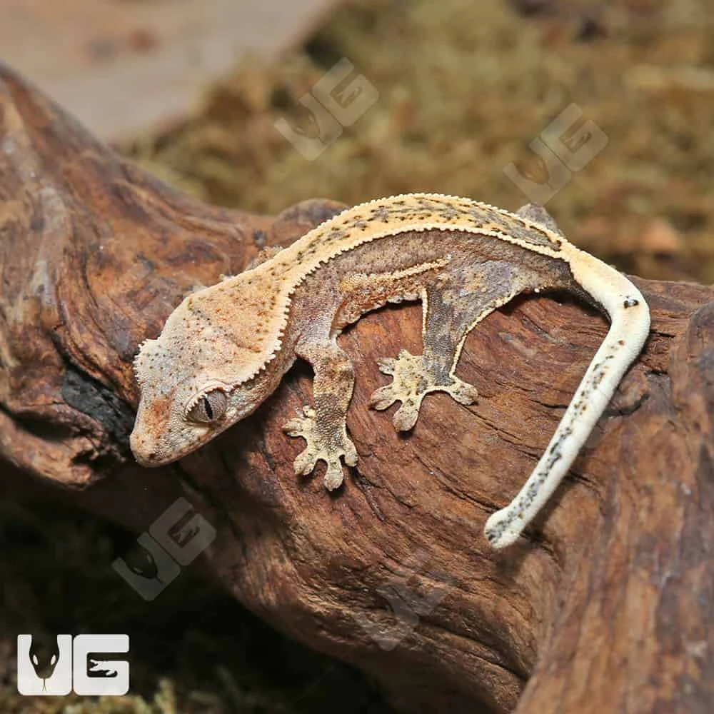 Baby Quad Stripe Crested Gecko - Image 3