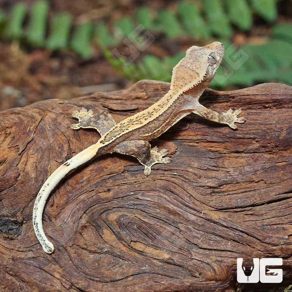 Baby Quad Stripe Crested Gecko - Image 4