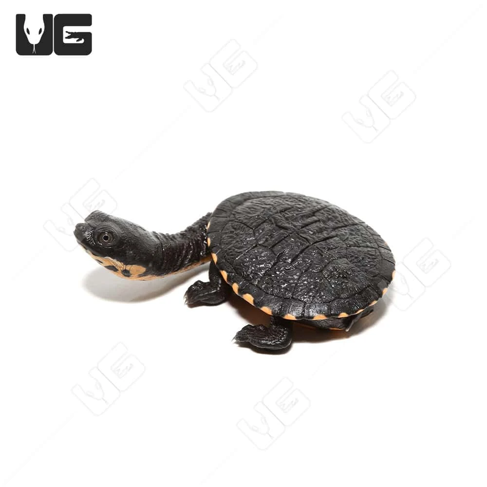 Baby Timor Snake Neck Turtle - Image 4