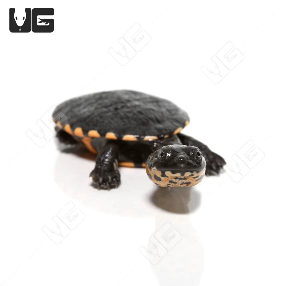 Baby Timor Snake Neck Turtle