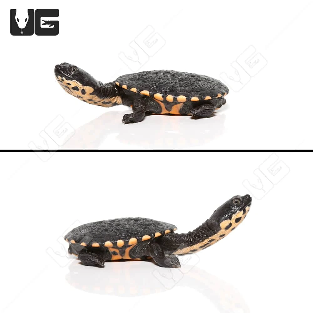 Baby Timor Snake Neck Turtle - Image 2