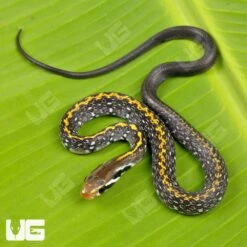 Baby Black Copper Ratsnake