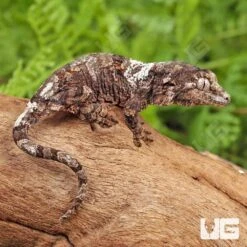 Baby White Collar Pine Island Chahoua Gecko #1