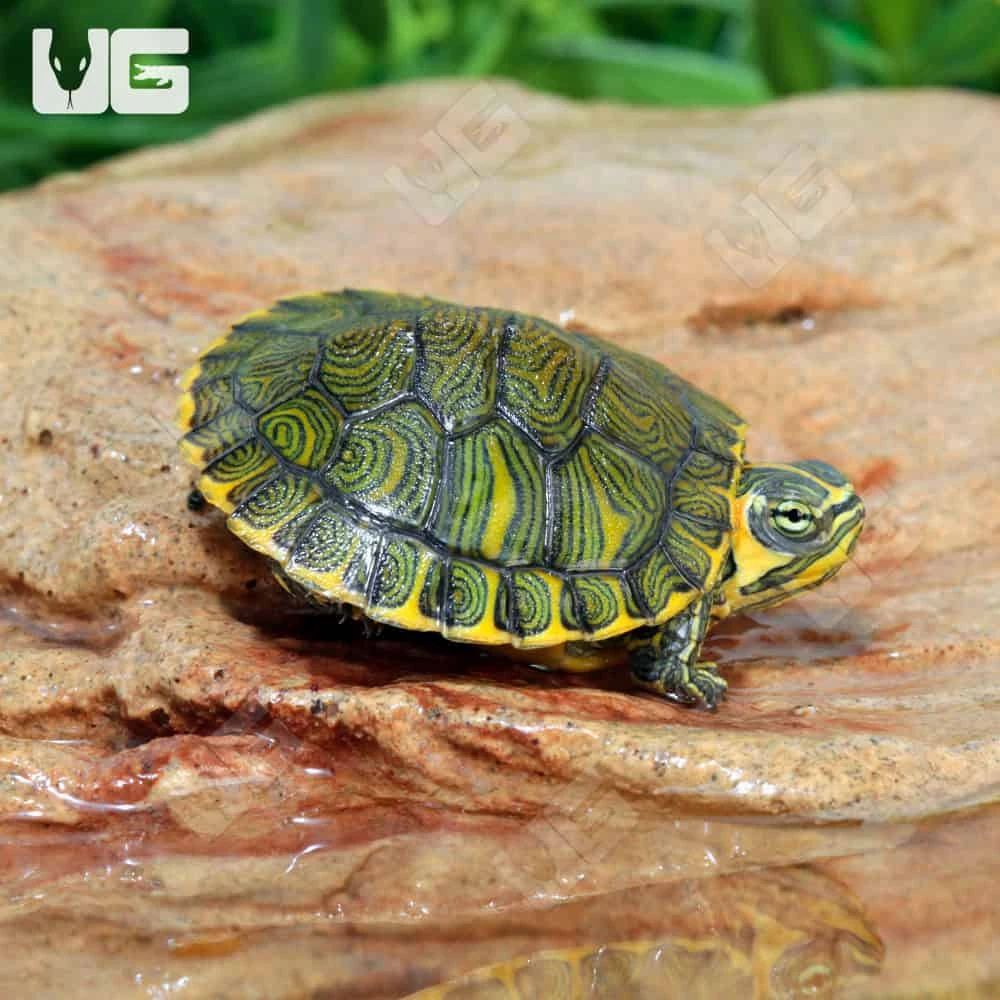 Baby Yellowbelly Slider Turtle