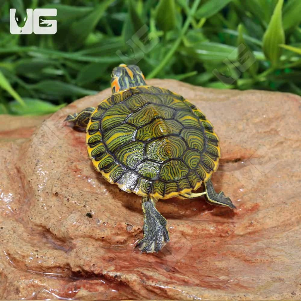 Baby Yellowbelly Slider Turtle - Image 2